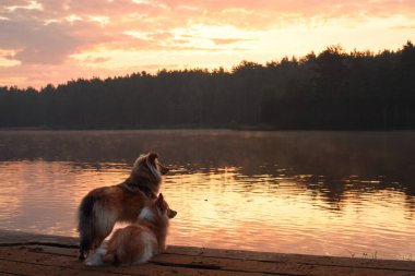 Arka planda orman ve göl olan ahşap bir rıhtımda yatan bir Collie. Sıcak günbatımı ışığı, o anın sakin ve sakin atmosferini vurgular..