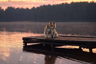 Sheltie ahşap bir rıhtımda yan yana oturuyordu. Arka planda sakin bir göl ve orman vardı. Gün batımının yumuşak ışığı onların rahat duruşunu ve sakin atmosferini güçlendirir..