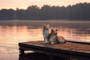 İki Collie birlikte ahşap bir rıhtımda oturmuş gün batımında sakin göle bakıyorlardı. Sahne, aralarındaki bağı ve huzurlu doğal ortamı yansıtıyor..