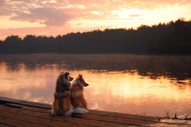 İki Collie gün batımının sıcak renkleriyle aydınlatılmış ahşap bir rıhtımda birlikte oturuyorlar. Sakin göl ve sakin atmosfer köpekler arasındaki barışçıl bağı yansıtıyor..