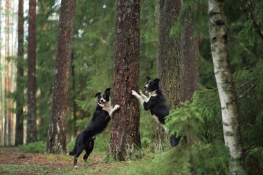 İki Sınır Çobanı sık bir orman açıklığında şakacı bir şekilde ağaç gövdesine tırmanır. Enerjik pozlar, onların neşeli doğasını ve canlı çevresini vurgular..