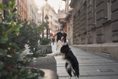 Bir çoban köpeği bitki ve şehir mimarisi ile çevrili bir şehir bahçesini keşfeder. Kış ışığı sahneye dingin ve doğal bir hava katar..