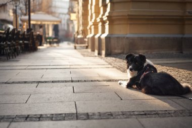 Sakin bir şehir caddesinde altın tonları olan bir çoban köpeği gün ışığında dinleniyor. Köpek rahat duruşu kentsel mimari çevreyle çelişiyor..