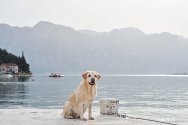 Bir Nova Scotia Duck Tolling Retriever. Huzurlu bir denizi ve dağlık bir geçmişi olan taş bir direğin tepesinde oturuyor. Fotoğraf, köpeklerin duruşu ve sakin manzarayı vurguluyor..