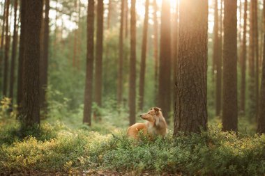 Uzun ağaçlarla çevrili güneşli bir ormanda huzur içinde yatan iki Collie. Huzurlu ortam bağlarını ve doğanın güzelliğini vurguluyor..
