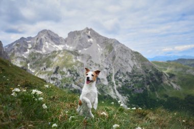 Bir köpek olan Jack Russell Terrier, kır çiçekleri ve uzak dağların berrak manzarasıyla çevrili alp otlağının tadını çıkarıyor. Açık hava manzarası doğal güzelliği vurguluyor..