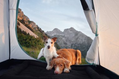 Bir köpek Nova Scotia Duck Tolling Retriever ve Jack Russell Terrier geniş bir dağ manzarasını gözler önüne seren açık bir kanatla çadırda dinleniyorlar.. 