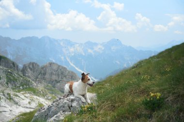 Jack Russell Terrier adında bir köpek otlak bir tepenin tepesinden manzaranın keyfini çıkarıyor. Huzur ortamı vahşi doğanın ve huzurun uyumunu vurguluyor..