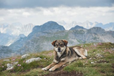 Büyük bir köpek, kayalık arazi ve uzak tepelerle çevrili çimenli bir dağ sırtında dinlenir. Huzurlu Alp ayarı bir barış ve özgürlük hissi yaratır..