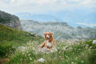 Bir Nova Scotia Duck Tolling köpeği berrak, bulutsuz bir gökyüzünün altındaki sakin bir dağlık çayırda kır çiçeklerinin arasında uzanıyor.