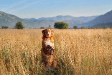 Bir Nova Scotia Duck Tolling Retriever köpeği açık mavi bir gökyüzünün altında altın otların arasında dikiliyor. Dağlar çarpıcı bir zemin oluşturuyor.