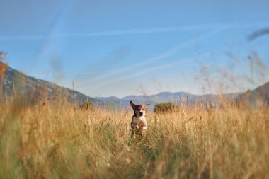 Meraklı bir köpek, arka planda engebeli dağlar olan altın çimenli bir arazide tetikte bekliyor. Yumuşak güneş ışığı ve açık gökyüzü huzur sahnesine derinlik katar..