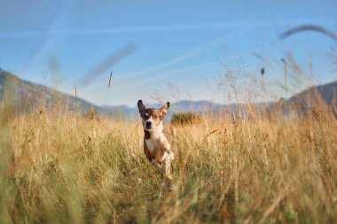 Neşeli bir köpek, açık mavi bir gökyüzünün altındaki altın çimenlerin arasında enerjik bir şekilde koşar. Sahne, sakin bir kırsal alanda hareket ve özgürlüğü yakalıyor..