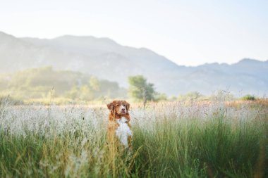 Bir Nova Scotia Duck Tolling köpeği, sıcak güneş ışığıyla yıkanan çimenli bir tarlada güvenli bir şekilde duruyor..