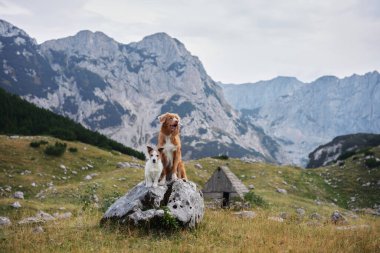 Bir Nova Scotia Duck Tolling Retriever ve bir Jack Russell Terrier engebeli bir dağ zemininde bir kayanın üzerinde birlikte oturuyorlar. Huzurlu sahne arkadaşlığı ve çarpıcı dağlık yabanı vurguluyor..