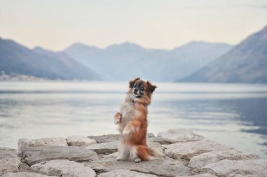 Gölün kıyısındaki taş bir iskelede arka ayaklarının üzerinde duran küçük kahverengi bir köpeğin yakın plan çekimi. Huzurlu su ve dağ arkası resim kompozisyonu arttırır..