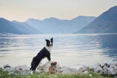 Bir Border Collie ve küçük kahverengi bir köpek uzakta dağları olan sakin bir göl kenarında dururlar. Konumları, huzurlu bir ortamda bağlarını vurguluyor..