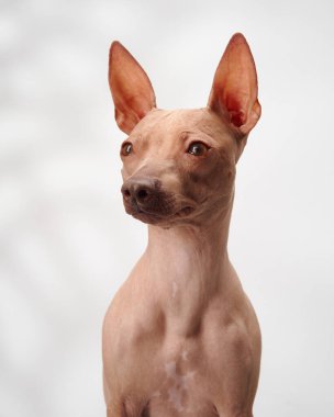Bir Amerikan Kılsız Teriyer köpeği kafasını hafifçe beyaz bir arka plana yaslar, merak ve özen gösterir.. 