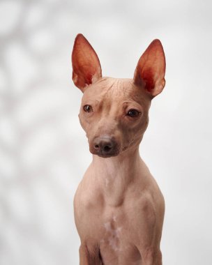 Bir Amerikan Kılsız Teriyeri, özgün görünümünü vurgulayarak, beyaz arka planda ilginç bir görünüm sergiliyor. Minimalist ayar köpek özelliklerini geliştirir.