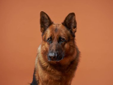 Bir Alman kurdu şeftali rengi bir arka planda dikkatlice oturur ve odaklanmış bir ifadeye sahiptir. Kompozisyon, köpeklerin gösterişli ceketi ve kendine güvenen tavırlarını vurguluyor..