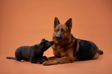 Şeftali renkli arka planda siyah bir köpek yavrusuyla oturan bir Alman kurdu. Etkileşimleri, canlı bir portredeki bağlantılarını ve eğlenceli ilişkilerini vurgular..