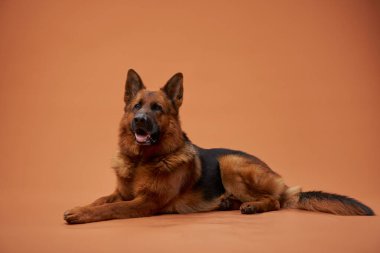 Bir Alman kurdu şeftali arka planında vücudu gerilmiş bir şekilde rahatça dinlenir. Kompozisyonda köpeklerin barışçıl tavırları ve yumuşak ışıklandırmada parlak kürkleri sergileniyor..