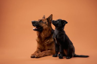 Bir Alman kurdu şeftali arka planında siyah bir köpek yavrusuyla birlikte oturur ve neşeli bir anı paylaşır gibi görünür. Şefkatli etkileşimleri samimi ve çekici bir portre ile çekiliyor..