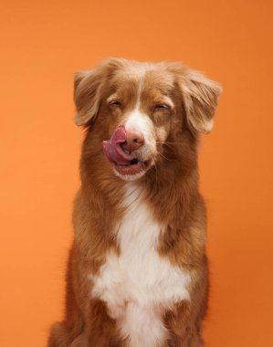 Bir Nova Scotia Duck Tolling Retriever 'ın turuncu arka planda burnunu şakacı bir şekilde yaladığı görülüyor. Parlak zemin köpek hareketleriyle çelişiyor..
