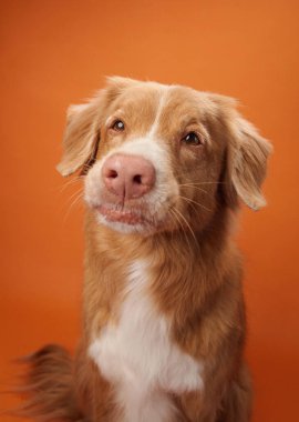 Bir Nova Scotia Duck Tolling Retriever, turuncu bir arka planda yer alan dilini şakacı bir şekilde uzatır. Bu neşeli ifade portreye eğlenceli ve neşeli bir dokunuş katıyor..