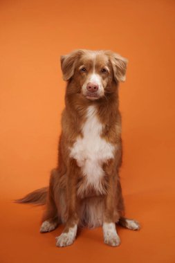 Bir Nova Scotia Duck Tolling Retriever turuncu arka planda sakince oturur, sakin ve rahat bir duruşu gösterir. Bu hareketli ortam köpeğin barışçıl ifadesini arttırır..