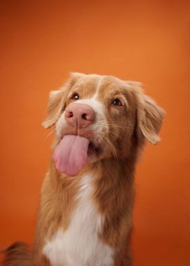Nova Scotia Duck Tolling Retriever dilini turuncu bir arka plana şakayla uzatıyor. Oyuncu bir jest portreye hafif bir dokunuş katıyor..