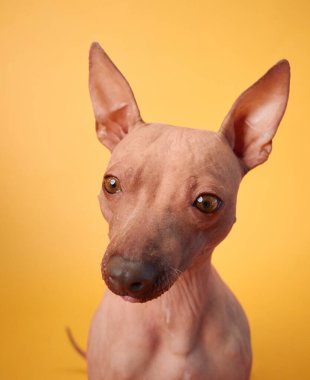 Meraklı bir Amerikan Kılsız Teriyer köpeği sarı bir arka planda oturur ve merakla kameraya bakar..