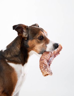 Bir köpek ağzında bir kemik tutuyor, yandan bakıyor. Odak noktası köpeğin büyük kemiği sıkıca kavrayışı..