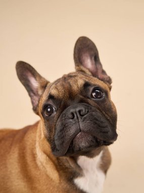 Bir Fransız Bulldog, bej bir arka plana bakan bir stüdyoda neşeli bir bakışla omzunun üzerinden bakar. Omuz üstü pozu köpekleri hareketli ve meraklı bir karaktere dönüştürüyor..