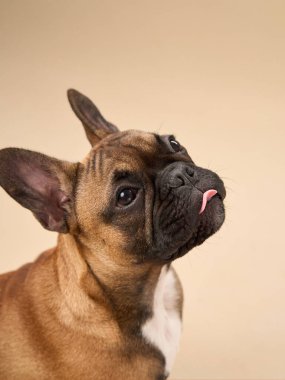 Bir Fransız Bulldog, bir stüdyoda bej bir arka plana karşı tuhaf bir ifadeyle başını eğiyor. Meraklı duruş, köpeğin şakacı ve çekici doğasını vurgular..