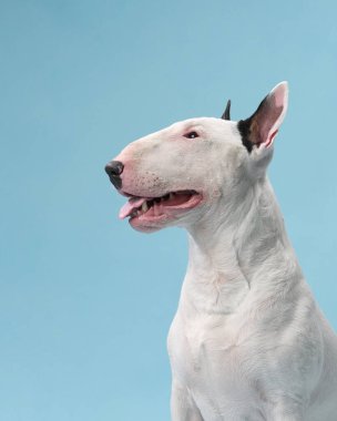 Bir boğa teriyeri mavi arka planda kapalı yerde mutlu bir şekilde oturur. Köpeğin neşeli bir ifadesi var, ağzı açık ve kulakları açık..