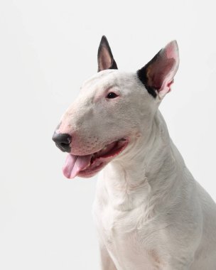İçerideki bir boğa teriyerinin yakın plan fotoğrafı. Köpek dilini çıkarmış ve kulaklarını açmış neşeli bir ifade takınıyor..
