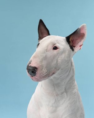 Bir boğa teriyeri stüdyo ortamında sakince oturur. Yumuşak mavi bir arka planda huzur ve sükunet saçan köpek sakin görünüyor..