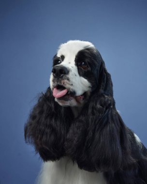 Dilini hafifçe dışarı çıkaran bir Amerikan Cocker Spaniel, mavi arka planda. Yumuşak, dalgalı kürk ve nazik ifade portreye hafif bir dokunuş ekler..
