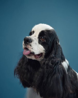 Mavi arka plan üzerine kurulmuş, dili açık bir Amerikalı Cocker Spaniel 'in yan profili. Köpek uzun, dalgalı kulaklar ve dostça bir ifade öne çıkıyor..