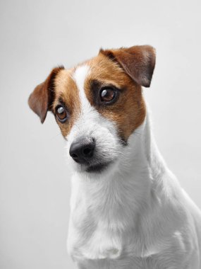 Beyaz bir arka plana karşı sakin ve dikkatli bir ifadeyle sağa bakan Jack Russell Terrier. Köpeklerin duruşu ve bakışları özenli ve düşünceli doğasını vurgular..