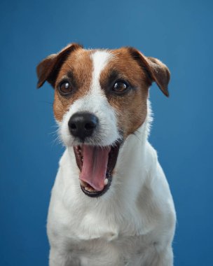 Jack Russell Terrier 'ın mavi arka planda çekilmiş esneme görüntüsü. Köpekler ağzını açar ve rahatlar. Rahatlık ve sakinlik önerirler..