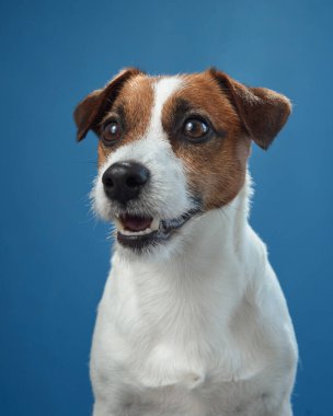 Bir Jack Russell Terrier, ağzı açık, mavi bir arka planda neşeli ve canlı görünüyor. Köpeklerin ifadesi ve duruşu heyecan ve dostluk iletir..