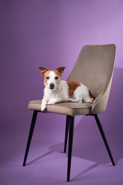 Jack Russell Terrier iskemlede oturuyor ve kameraya tuhaf bir şekilde bakıyor. Köpek uyarısı ifadesi basit bir mor arkaplana karşıdır.