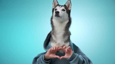 Bir Husky pençelerini kaldırmış mavi bir arka plana karşı rahat bir poz verir. Görüntü, köpekleri sakin ve sakin gösteriyor..