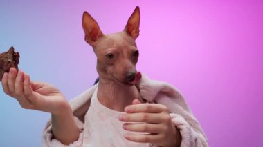 Bir teriyer pençesinde canlı pembe ve mor bir arka plana karşı bir ziyafet tutar. Poz, köpekleri cesur ve neşeli gösteriyor..