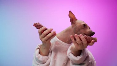 Bir teriyer pençelerini barış işareti olarak canlı pembe ve mor eğimli bir arka plana kaldırır. Poz, köpeklerin neşeli ve anlamlı doğasını vurguluyor..