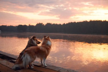İki Sheltie, gün batımının sıcacık parıltısıyla yıkanmış ahşap bir rıhtımda yatıyor. Huzurlu göl ve çevreleyen orman sakin sahneyi tamamlıyor..