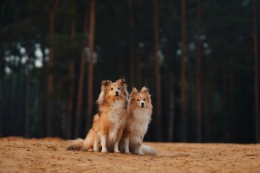 İki Collie sık bir ormanın yakınındaki kumlu bir göl kıyısında yan yana oturuyorlar. Huzurlu sahne doğanın huzurlu güzelliğini yakalar..