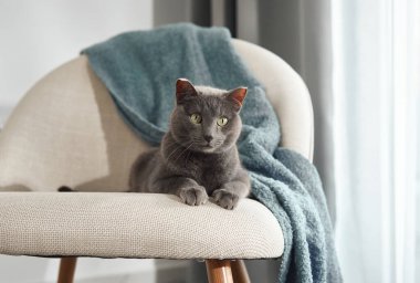 Gri bir kedi, sakin doğal ışıkla çevrili, modern beyaz bir sandalyede rahatça oturur. Sahne sıcaklığı, sessizliği ve yumuşaklığı yansıtıyor..